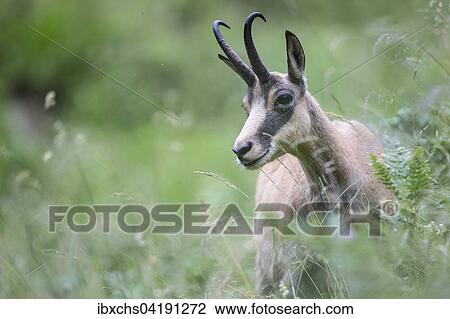 Stock Image - Chamois (Rupicapra rupicapra), Stubai Valley, Tyrol, Austria, Europe. Fotosearch