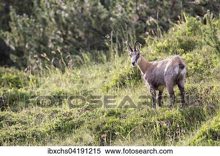Chamois (Rupicapra rupicapra), Stubai Valley, Tyrol, Austria, Europe View Large Photo Image Stock Photography - Chamois (Rupicapra rupicapra), Stubai Valley, Tyrol, Austria, Europe. Fotosearch