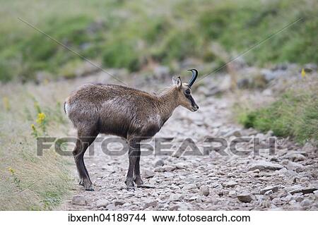 Chamois (Rupicapra rupicapra), Vosges, Alsace-Lorraine, France, Europe View Large Photo Image Picture - Chamois (Rupicapra rupicapra), Vosges, Alsace-Lorraine, France, Europe. Fotosearch