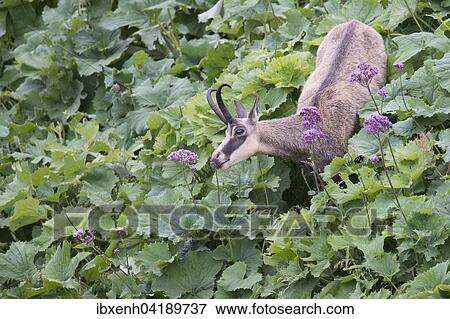 Chamois (Rupicapra rupicapra), Vosges, Alsace-Lorraine, France, Europe View Large Photo Image Stock Photo - Chamois (Rupicapra rupicapra), Vosges, Alsace-Lorraine, France, Europe. Fotosearch