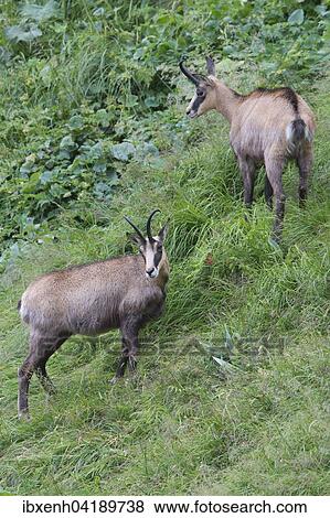 Chamois (Rupicapra rupicapra), Vosges, Alsace-Lorraine, France, Europe View Large Photo Image Stock Photo - Chamois (Rupicapra rupicapra), Vosges, Alsace-Lorraine, France, Europe. Fotosearch