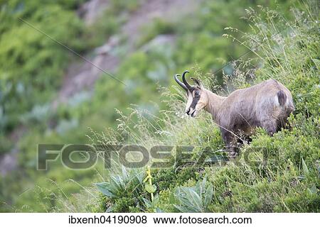 Chamois (Rupicapra rupicapra), Vosges, Alsace-Lorraine, France, Europe View Large Photo Image Stock Photo - Chamois (Rupicapra rupicapra), Vosges, Alsace-Lorraine, France, Europe. Fotosearch
