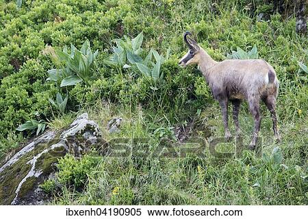 Chamois (Rupicapra rupicapra), Vosges, Alsace-Lorraine, France, Europe View Large Photo Image Stock Photography - Chamois (Rupicapra rupicapra), Vosges, Alsace-Lorraine, France, Europe. Fotosearch