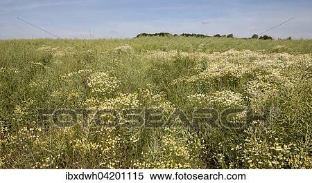 Chamomile (Matricaria chamomilla), North Rhine-Westphalia, Germany, Europe View Large Photo Image Stock Photography - Chamomile (Matricaria chamomilla), North Rhine-Westphalia, Germany, Europe. Fotosearch