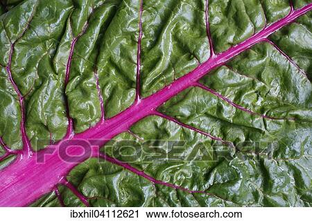 Stock Image - Chard leaf (Beta vulgaris subsp. vulgaris). Fotosearch