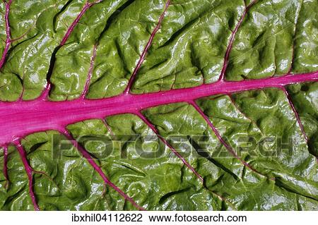 Chard leaf (Beta vulgaris subsp. vulgaris) View Large Photo Image Stock Image - Chard leaf (Beta vulgaris subsp. vulgaris). Fotosearch