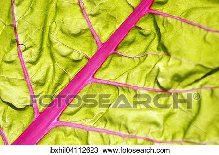 Chard leaf (Beta vulgaris subsp. vulgaris) View Large Photo Image Stock Image - Chard leaf (Beta vulgaris subsp. vulgaris). Fotosearch