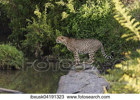 Cheetah (Acinonyx jubatus) by the riverbed, drinking, Maasai Mara National Reserve, Narok County, Kenya, Africa View Large Photo Image Stock Image - Cheetah (Acinonyx jubatus) by the riverbed, drinking, Maasai Mara National Reserve, Narok County, Kenya, Africa. Fotosearch