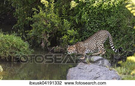 Cheetah (Acinonyx jubatus) by the riverbed, drinking, Maasai Mara National Reserve, Narok County, Kenya, Africa View Large Photo Image Stock Image - Cheetah (Acinonyx jubatus) by the riverbed, drinking, Maasai Mara National Reserve, Narok County, Kenya, Africa. Fotosearch