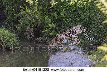 Cheetah (Acinonyx jubatus) by the riverbed, drinking, Maasai Mara National Reserve, Narok County, Kenya, Africa View Large Photo Image Stock Photo - Cheetah (Acinonyx jubatus) by the riverbed, drinking, Maasai Mara National Reserve, Narok County, Kenya, Africa. Fotosearch