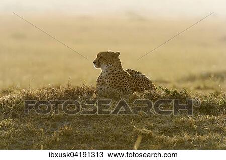 Cheetah (Acinonyx jubatus), in the morning, backlit, Maasai Mara National Reserve, Narok County, Kenya, Africa View Large Photo Image Stock Image - Cheetah (Acinonyx jubatus), in the morning, backlit, Maasai Mara National Reserve, Narok County, Kenya, Africa. Fotosearch