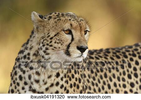 Cheetah (Acinonyx jubatus), portrait in the morning light, Maasai Mara National Reserve, Narok County, Kenya, Africa View Large Photo Image Stock Image - Cheetah (Acinonyx jubatus), portrait in the morning light, Maasai Mara National Reserve, Narok County, Kenya, Africa. Fotosearch