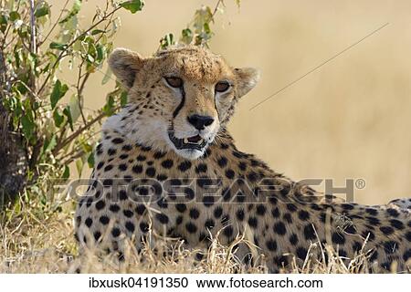 Cheetah (Acinonyx jubatus), portrait, Maasai Mara National Reserve, Narok County, Kenya, Africa View Large Photo Image Stock Image - Cheetah (Acinonyx jubatus), portrait, Maasai Mara National Reserve, Narok County, Kenya, Africa. Fotosearch