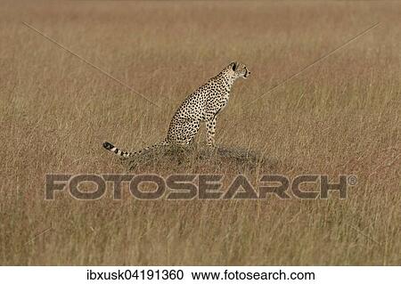 Cheetah (Acinonyx jubatus) sitting on a termite mound, grasslands with red oat grasses, Maasai Mara National Reserve, Narok County, Kenya, Africa View Large Photo Image Stock Image - Cheetah (Acinonyx jubatus) sitting on a termite mound, grasslands with red oat grasses, Maasai Mara National Reserve, Narok County, Kenya, Africa. Fotosearch