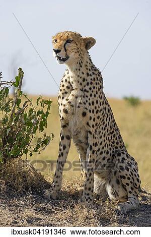 Cheetah (Acinonyx jubatus), sitting, Maasai Mara National Reserve, Narok County, Kenya, Africa View Large Photo Image Stock Photograph - Cheetah (Acinonyx jubatus), sitting, Maasai Mara National Reserve, Narok County, Kenya, Africa. Fotosearch