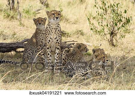 Cheetahs (Acinonyx jubatus), female, with young, Maasai Mara National Reserve, Narok County, Kenya, Africa View Large Photo Image Stock Image - Cheetahs (Acinonyx jubatus), female, with young, Maasai Mara National Reserve, Narok County, Kenya, Africa. Fotosearch