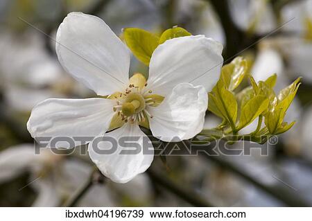Chinese Bitter Orange (Poncirus trifoliata) View Large Photo Image Stock Photo - Chinese Bitter Orange (Poncirus trifoliata). Fotosearch