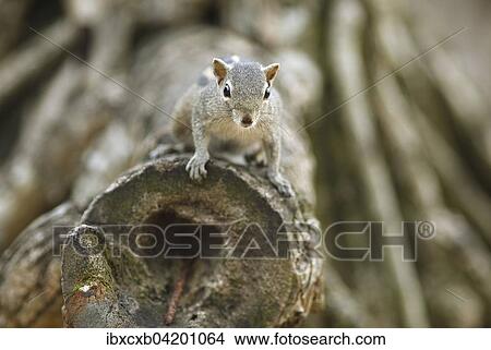 Chipmunk (Tamias), Mount Lavinia, Western Province, Ceylon, Sri Lanka, Asia View Large Photo Image Picture - Chipmunk (Tamias), Mount Lavinia, Western Province, Ceylon, Sri Lanka, Asia. Fotosearch