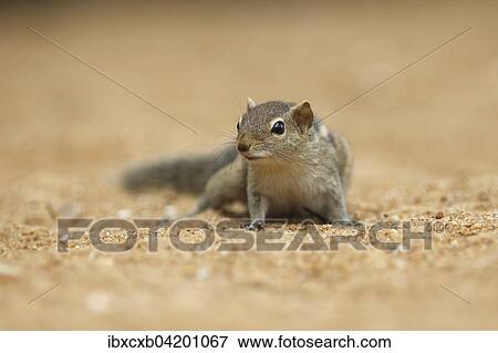 Chipmunk (Tamias), Mount Lavinia, Western Province, Ceylon, Sri Lanka, Asia View Large Photo Image Stock Photo - Chipmunk (Tamias), Mount Lavinia, Western Province, Ceylon, Sri Lanka, Asia. Fotosearch