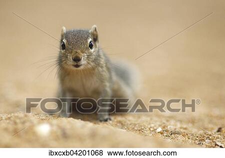 Chipmunk (Tamias), Mount Lavinia, Western Province, Ceylon, Sri Lanka, Asia View Large Photo Image Stock Photo - Chipmunk (Tamias), Mount Lavinia, Western Province, Ceylon, Sri Lanka, Asia. Fotosearch