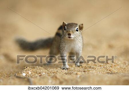 Chipmunk (Tamias), Mount Lavinia, Western Province, Ceylon, Sri Lanka, Asia View Large Photo Image Stock Photo - Chipmunk (Tamias), Mount Lavinia, Western Province, Ceylon, Sri Lanka, Asia. Fotosearch