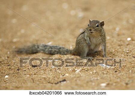 Stock Photograph - Chipmunk (Tamias), Mount Lavinia, Western Province, Ceylon, Sri Lanka, Asia. Fotosearch
