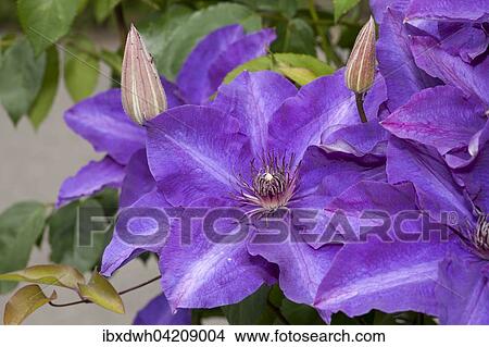 Clematis (Clematis) flower, North Rhine-Westphalia, Germany, Europe View Large Photo Image Picture - Clematis (Clematis) flower, North Rhine-Westphalia, Germany, Europe. Fotosearch