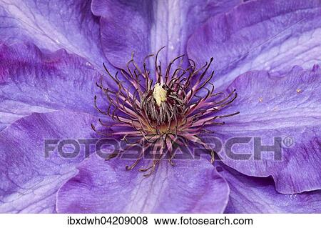 Clematis (Clematis) flower, North Rhine-Westphalia, Germany, Europe View Large Photo Image Stock Photo - Clematis (Clematis) flower, North Rhine-Westphalia, Germany, Europe. Fotosearch