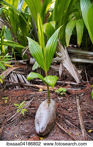 Coconut sprout in jungle, Denis Island, Seychelles, Africa View Large Photo Image Stock Image - Coconut sprout in jungle, Denis Island, Seychelles, Africa. Fotosearch