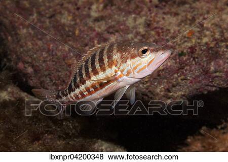 Stock Photo - Comber (Serranus cabrilla), Corfu, Ionian Islands, Greece, Europe. Fotosearch