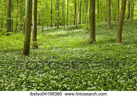 Common Beech forest (Fagus sylvatica) with flowering Wild Garlic (Allium ursinum), Hainich National Park, Thuringia, Germany, Europe View Large Photo Image Stock Image - Common Beech forest (Fagus sylvatica) with flowering Wild Garlic (Allium ursinum), Hainich National Park, Thuringia, Germany, Europe. Fotosearch