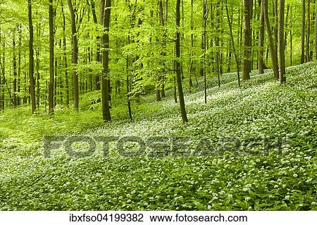 Stock Image - Common Beech forest (Fagus sylvatica) with flowering Wild Garlic (Allium ursinum), Hainich National Park, Thuringia, Germany, Europe. Fotosearch