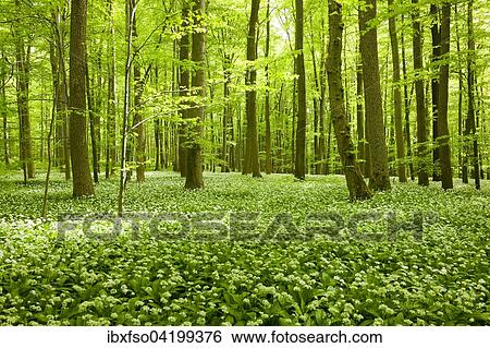 Common Beech forest (Fagus sylvatica) with flowering Wild Garlic (Allium ursinum), Hainich National Park, Thuringia, Germany, Europe View Large Photo Image Stock Photograph - Common Beech forest (Fagus sylvatica) with flowering Wild Garlic (Allium ursinum), Hainich National Park, Thuringia, Germany, Europe. Fotosearch