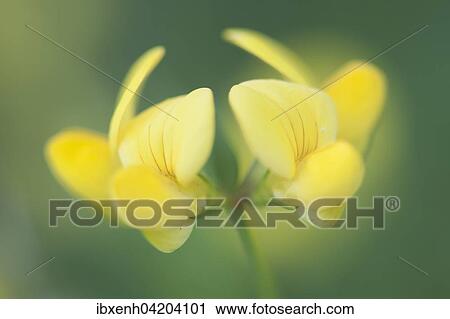 Common Bird's-foot Trefoil (Lotus corniculatus), Emsland, Lower Saxony, Germany, Europe View Large Photo Image Stock Image - Common Bird's-foot Trefoil (Lotus corniculatus), Emsland, Lower Saxony, Germany, Europe. Fotosearch