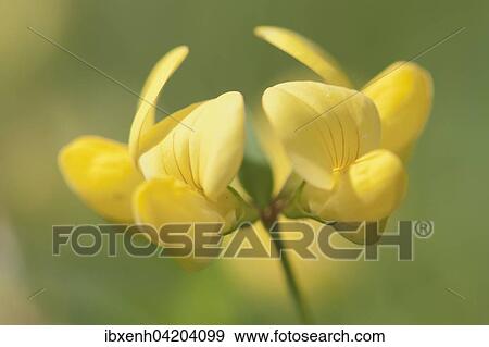 Common Bird's-foot Trefoil (Lotus corniculatus), Emsland, Lower Saxony, Germany, Europe View Large Photo Image Stock Photo - Common Bird's-foot Trefoil (Lotus corniculatus), Emsland, Lower Saxony, Germany, Europe. Fotosearch