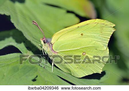 Common brimstone (Gonepteryx rhamni), male sitting on a leaf, North Rhine-Westphalia, Germany, Europe View Large Photo Image Stock Photograph - Common brimstone (Gonepteryx rhamni), male sitting on a leaf, North Rhine-Westphalia, Germany, Europe. Fotosearch