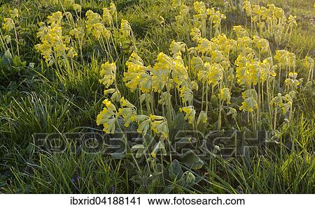 Common cowslip (Primula veris), Xanten, Lower Rhine, North Rhine-Westphalia, Germany, Europe View Large Photo Image Stock Image - Common cowslip (Primula veris), Xanten, Lower Rhine, North Rhine-Westphalia, Germany, Europe. Fotosearch