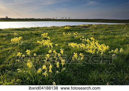 Common cowslip (Primula veris), Xanten, Lower Rhine, North Rhine-Westphalia, Germany, Europe View Large Photo Image Stock Photo - Common cowslip (Primula veris), Xanten, Lower Rhine, North Rhine-Westphalia, Germany, Europe. Fotosearch