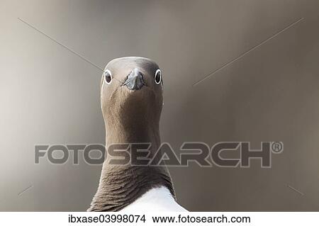 Picture - Common Guillemot (Uria aalge), bridled morph, Staple Island, Farne Islands, Northumberland, England, United Kingdom, Europe. Fotosearch