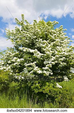 Picture - Common Hawthorn (Crataegus monogyna), flowering, Thuringia, Germany, Europe. Fotosearch