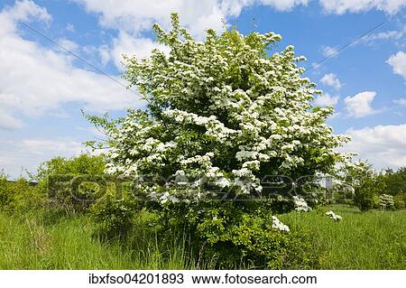 Stock Image - Common Hawthorn (Crataegus monogyna), flowering, Thuringia, Germany, Europe. Fotosearch