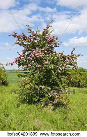 Stock Photo - Common Hawthorn (Crataegus monogyna) with pink flowers, Thuringia, Germany, Europe. Fotosearch