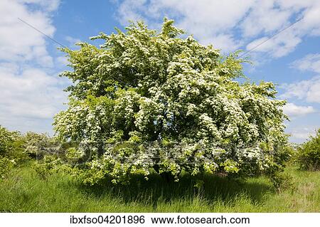 Stock Photograph - Common Hawthorn (Crataegus monogyna), flowering, Thuringia, Germany, Europe. Fotosearch