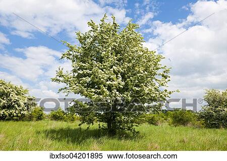 Stock Photography - Common Hawthorn (Crataegus monogyna), flowering, Thuringia, Germany, Europe. Fotosearch
