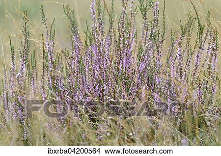 Common Heather (Calluna vulgaris), Westruper Heide nature reserve, North Rhine-Westphalia, Germany, Europe View Large Photo Image Picture - Common Heather (Calluna vulgaris), Westruper Heide nature reserve, North Rhine-Westphalia, Germany, Europe. Fotosearch