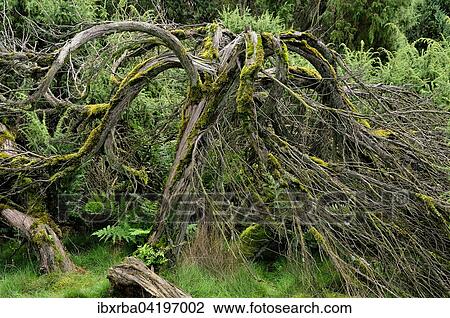 Common Juniper (Juniperus communis) covered with moss, dead wood in the Westruper Heide nature reserve, North Rhine-Westphalia, Germany, Europe View Large Photo Image Stock Image - Common Juniper (Juniperus communis) covered with moss, dead wood in the Westruper Heide nature reserve, North Rhine-Westphalia, Germany, Europe. Fotosearch