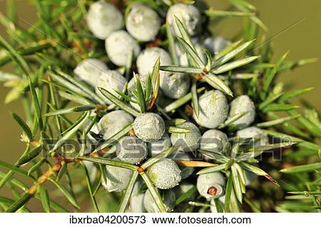 Stock Image - Common Juniper (Juniperus communis) with unripe berry-shaped cones, North Rhine-Westphalia, Germany, Europe. Fotosearch