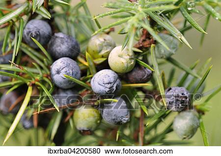 Common Juniper (Juniperus communis) with ripe and unripe berry-shaped cones, North Rhine-Westphalia, Germany, Europe View Large Photo Image Stock Image - Common Juniper (Juniperus communis) with ripe and unripe berry-shaped cones, North Rhine-Westphalia, Germany, Europe. Fotosearch
