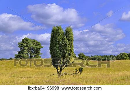 Common Juniper (Juniperus communis), Westruper Heide nature reserve, North Rhine-Westphalia, Germany, Europe View Large Photo Image Stock Photo - Common Juniper (Juniperus communis), Westruper Heide nature reserve, North Rhine-Westphalia, Germany, Europe. Fotosearch