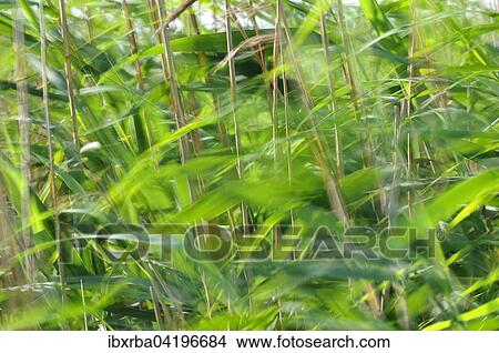 Common Reed (Phragmites australis) in the wind, North Rhine-Westphalia, Germany, Europe View Large Photo Image Picture - Common Reed (Phragmites australis) in the wind, North Rhine-Westphalia, Germany, Europe. Fotosearch